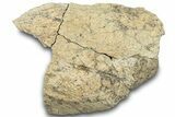 Dinosaur (Triceratops) Frill Shield Section - Montana #312242-1